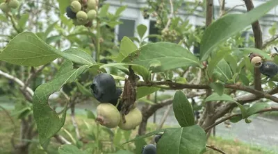 ブルーベリーが実りはじめました